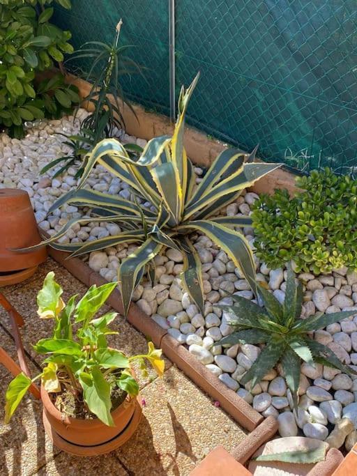 Apartmán Charmant Studio Costebelle Proche Gare, Terrasse Et Parking Gratuit Hyères Exteriér fotografie